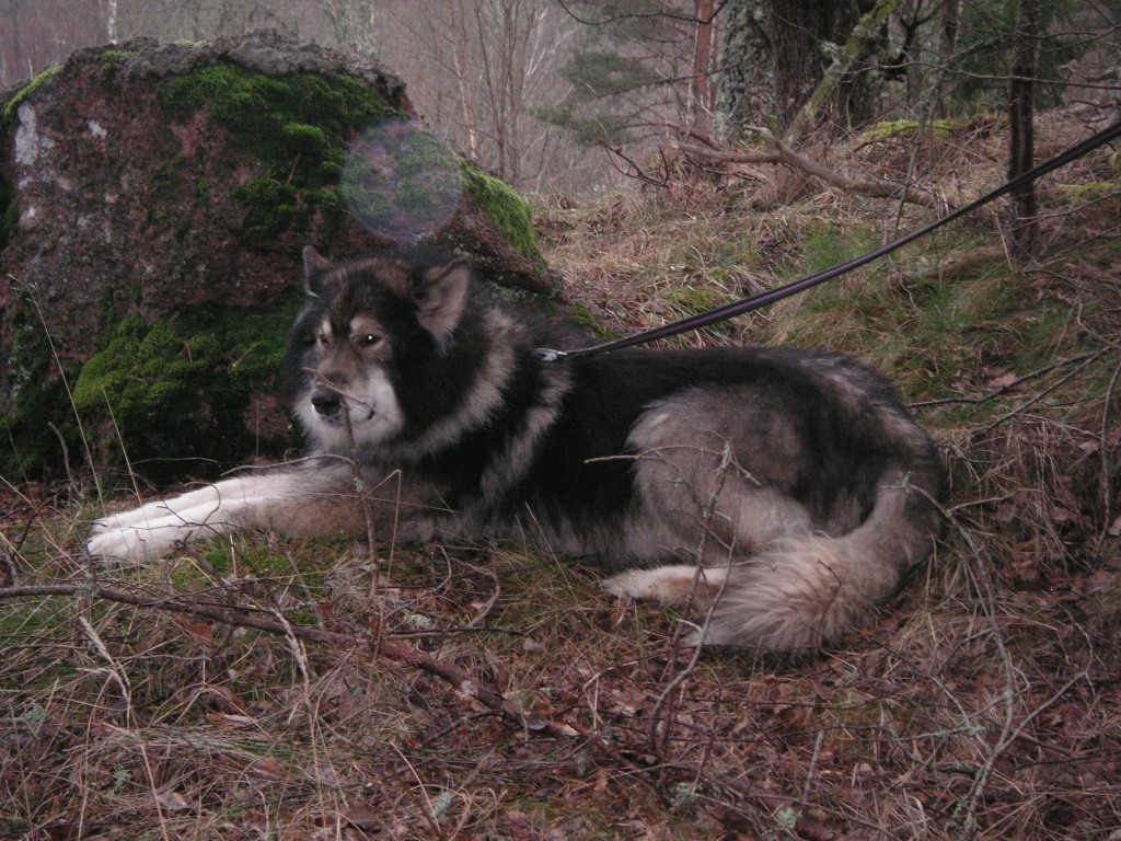 Vandra med Bosse